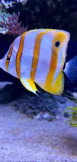 Vibrant striped tropical fish swimming underwater.