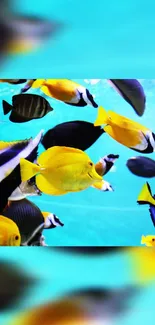 Colorful tropical fish swimming underwater in a vibrant ocean scene.