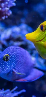 Colorful tropical fish swimming underwater in a vibrant marine scene.