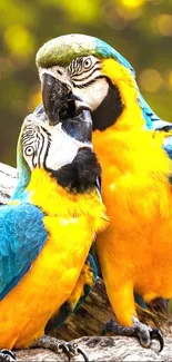 Colorful yellow and blue tropical parrots in a natural setting.