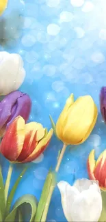 Mobile wallpaper with colorful tulips and blue bokeh background.