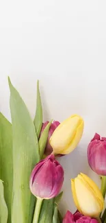 Vibrant tulips on a clean white background, perfect for a phone wallpaper.