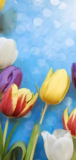 Vibrant tulip blooms on a blue background, perfect for a nature-themed mobile wallpaper.