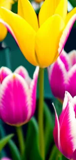 Vibrant yellow and pink tulips in bloom, perfect for a floral phone wallpaper.