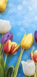 Vibrant tulips with a blue sky background and bokeh effect.