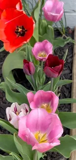 Vibrant pink and red tulip flowers in full bloom.