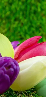 Colorful tulip bouquet on green background.