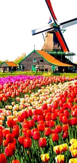 Vibrant tulip field with Dutch windmill under clear sky.