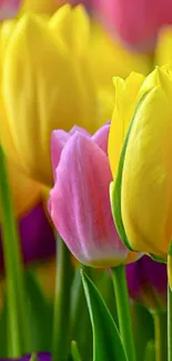 Colorful tulips in yellow, pink, and purple hues.