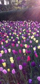 Vibrant tulip garden with colorful blooms under morning light.