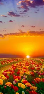 Beautiful tulip field at sunset with vibrant colors and a glowing sky.