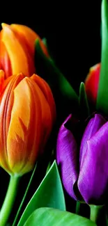 Vibrant tulips in orange and purple against a dark background.