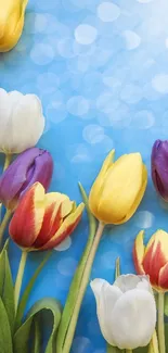 Colorful tulips against a bright blue sky with bokeh effect.