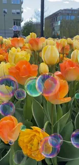 Vibrant orange and yellow tulips with bubbles in a garden.