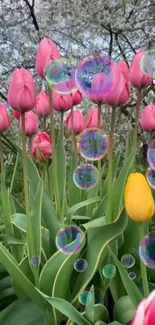 Mobile wallpaper with pink tulips and colorful bubbles.