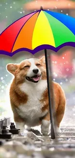 Corgi under a rainbow umbrella on rainy tracks.