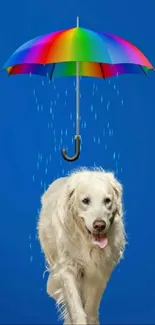 Golden retriever under a colorful umbrella with blue background.