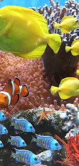 Vibrant aquarium with yellow fish and colorful corals.