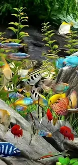 Colorful tropical fish swimming in a lush underwater aquarium scene.