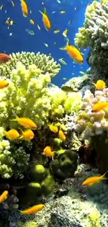 Colorful underwater scene with coral and fish.