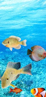 Bright underwater scene with colorful tropical fish swimming in clear blue ocean.