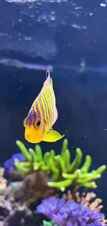 Vibrant tropical fish swims near corals.