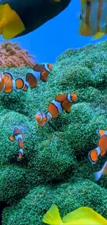 Clownfish swimming in a colorful coral reef underwater.