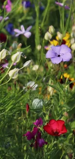 Wildflower field with colorful blooms in vibrant green grass.