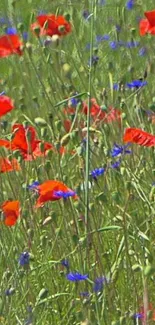 Vibrant wildflower meadow with red and blue blooms.