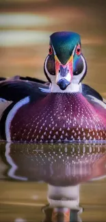 Beautiful wood duck reflected in serene water.