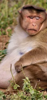 Contemplative monkey sitting in green grass.