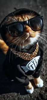 Cool cat wearing a hoodie and sunglasses on a sunny day.