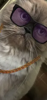 Fluffy cat wearing sunglasses and a gold chain.