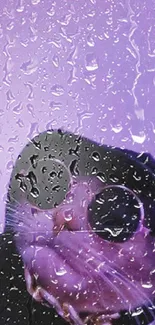 Cool cat wearing sunglasses and hoodie on a lavender background.