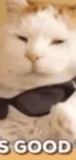 A cool cat wearing sunglasses, looking relaxed and playful.