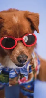 Brown dog in red sunglasses and Hawaiian shirt on light blue background.