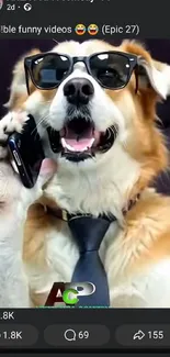 Dog wearing sunglasses and tie holding phone.