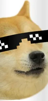 Doge meme with pixel sunglasses wallpaper.