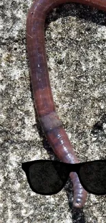 Earthworm with sunglasses on a concrete surface.