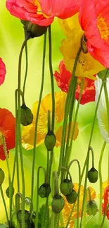 Coquelicot Corn Poppy Flora Live Wallpaper