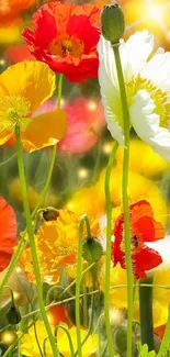 Coquelicot Corn Poppy Flower Live Wallpaper