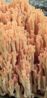 Peach coral texture pattern on a mobile background.