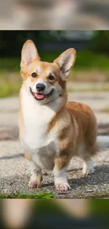 Adorable corgi standing outdoors with a joyful expression.