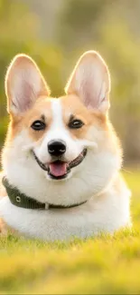 Smiling corgi lying in a sunny green field.