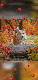 Corgi jumping through autumn leaves with heart overlays.