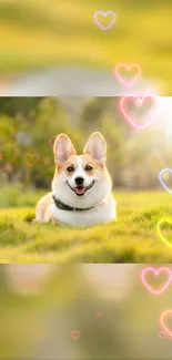 Cute corgi lying on grass with glowing hearts in the background.