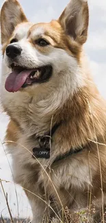 Corgi stands in natural field, smiling and panting.