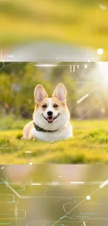 Corgi lying in a lush green meadow with a tech-infused design.