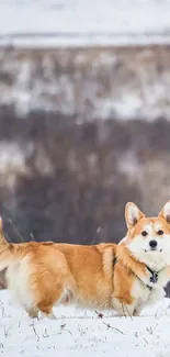 Corgi standing on snowy ground with a blurred winter background.