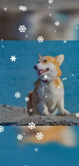 Cute Corgi enjoying snowflakes in a winter landscape on a rock.